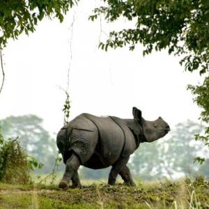 Gogoi seeks special force to protect Kaziranga rhinos