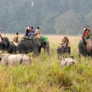 Kaziranga, Pabitora wildlife sanctuaries reopen after monsoon