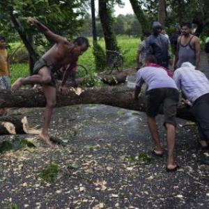 Odisha lost 26 lakh trees after cyclone Phailin!