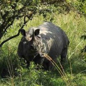 Poachers have hunted down 193 rhinos since 2001 in Assam