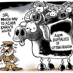 Uttam's Take: The AAM buffaloes of Uttar Pradesh