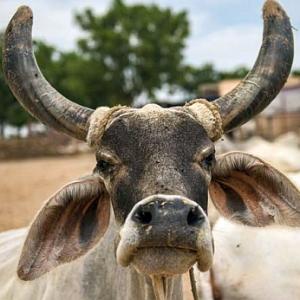 Rajasthan just opened a cow-urine refinery