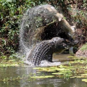 MUST SEE: Two crocodiles fight to the death