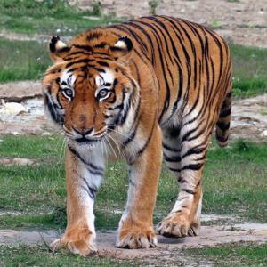 Why India should be worried even though tiger numbers are up