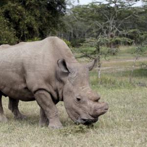 This is the world's last white rhino