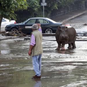 Real life Jumanji! When a hippo roamed the streets of Georgia's capital