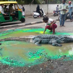 OMG! When Bengaluru found a crocodile on a busy street