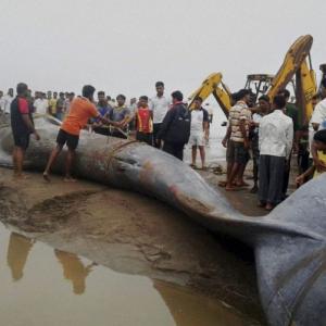 Stranded on Alibaug beach for over 10 hours, 42-ft long blue whale dies