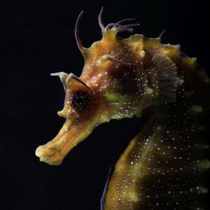 SNAPPED: Nature's beauty that lies 20,000 leagues below the sea