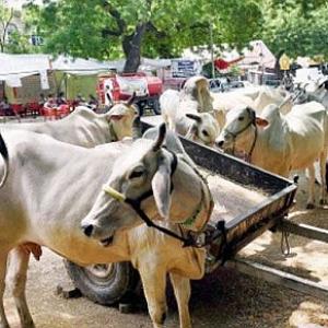 Madras HC stays ban on sale of cattle for slaughter