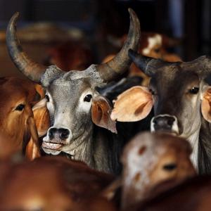 Rajasthan to charge 10% on stamp duty for cow protection