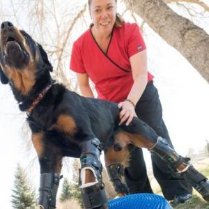 Woof! 'Robodog' Brutus learns to walk on artificial limbs