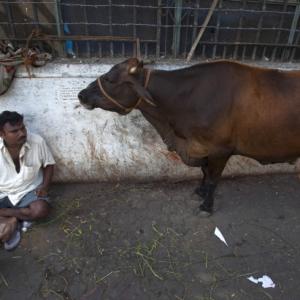 How cow slaughter ban is hurting Indian economy