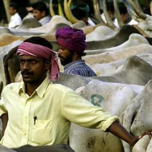 No beef festival or cow-puja on campus: Osmania University