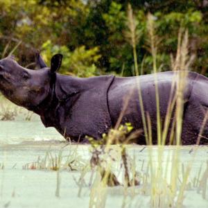 Hours after Royal visit, another rhino killed at Kaziranga