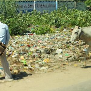What PM needs to do about cows eating plastic