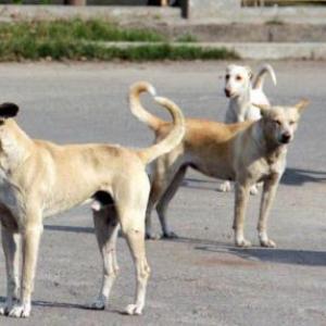 Dogs maul girl to death in Sitapur; 7th death in May
