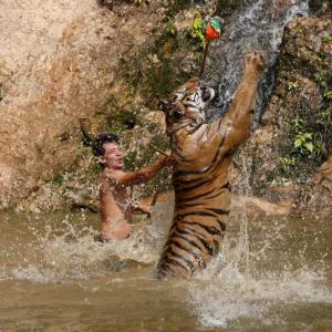 PHOTOS: Inside Thailand's tiger temple