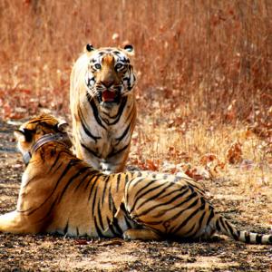 Are Adivasis being driven out to save the tiger?