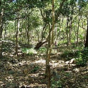 How two ministers made tribals lose control over forests