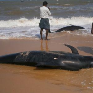 Why did 100 whales get beached in Tuticorin?