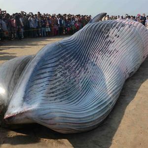 PHOTOS: Mumbai awakes to 30-foot long whale on beach