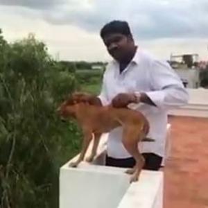 Shocking! Man throws dog off the roof, NGO offers reward to find him