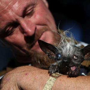 Meet Sweepee Rambo -- the world's ugliest dog
