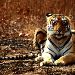 Along came a tigress...
