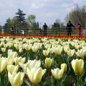 PHOTOS: Welcome to the Valley of Tulips