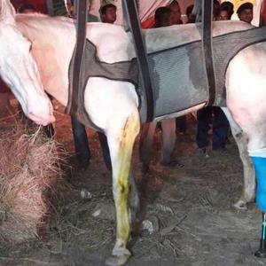 Days after he gets prosthetic leg, police horse Shaktiman dies