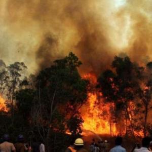 Time to make our forests fire-proof
