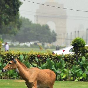 PHOTOS: Nilgai strays into North Block area, rescued after 4 hours