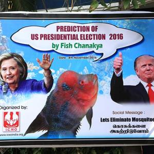 The fish that chose Trump