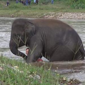 Elephant rushes into river to 'save drowning friend'