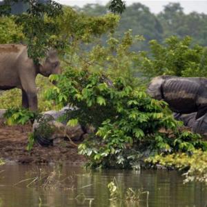 215 animals die at Kaziranga National Park in floods