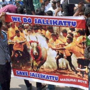 Jallikattu ban: Protests intensify in Tamil Nadu, 149 held