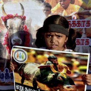 Jallikattu held in shadow of protests in Tamil Nadu, 3 dead