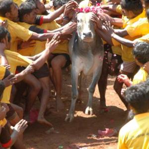 'Jallikattu can't be played without torturing bulls'