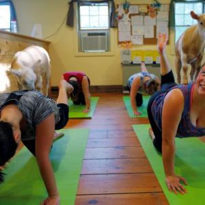Would you try 'Goat Yoga'?