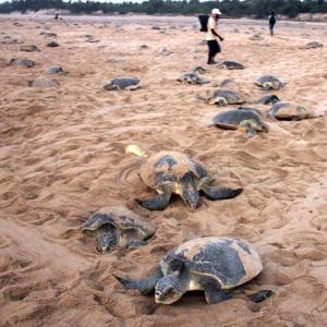PHOTOS: Olive ridley turtles are back in Odisha!