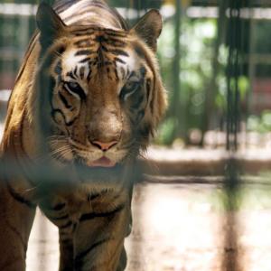 Stomach this! Big cats in UP zoo forced to munch on chicken, mutton