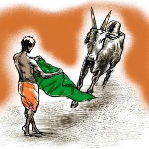 Where have India's bulls gone?