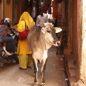 EXPLAINED: Centre's new country-wide rules for cattle slaughter