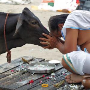 Make cow the national animal: Rajasthan HC recommends to Centre