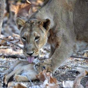PHOTOS: On a lion safari with President Kovind
