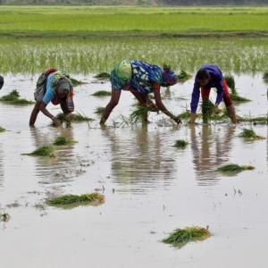 MSP of 14 summer crops hiked, paddy's raised by Rs 200 a quintal