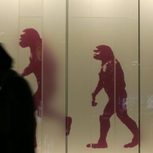'No scientist says apes turn into humans'