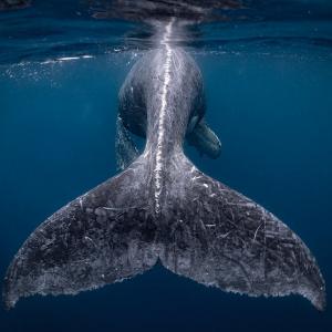 'A whale of a time': Nat Geo Travel Photographer winners