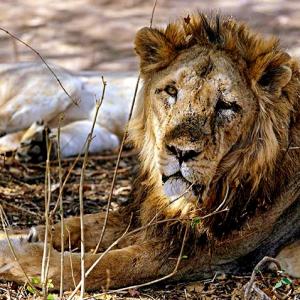 'We will do whatever is required to save the lions'